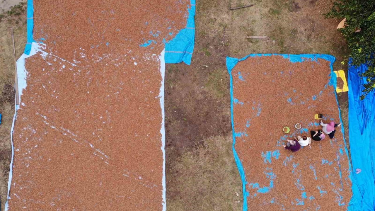 Ordu’da Fındık Üreticilerinin Zorlu Kurutma Ve Seçme Mesaisi