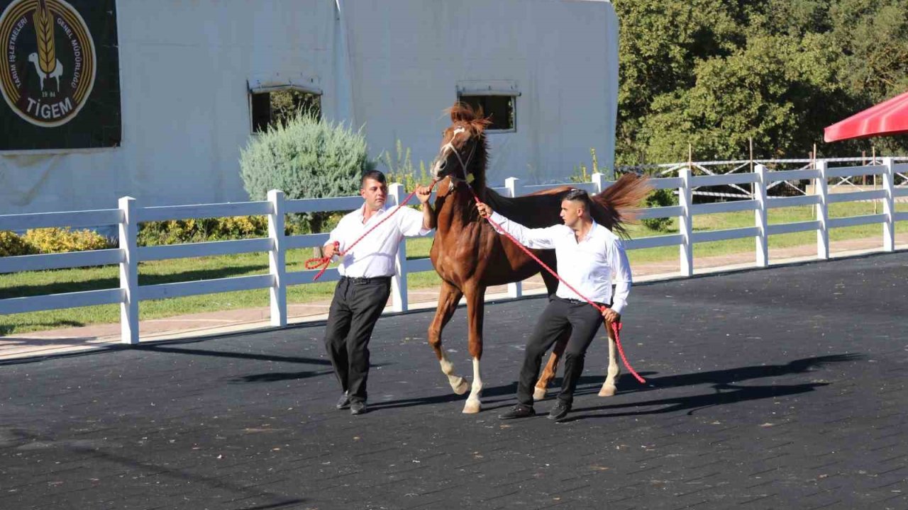 58 Tay 25 Milyon Liraya Satıldı