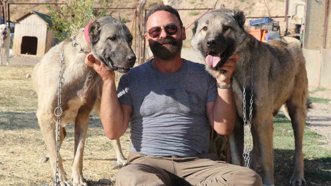 Kendi Gen Jenerasyonu İle Çiftleşmeyen Anadolu’nun Aslanı Kangallar, Neslinin Saflığını Titizlikle Koruyor