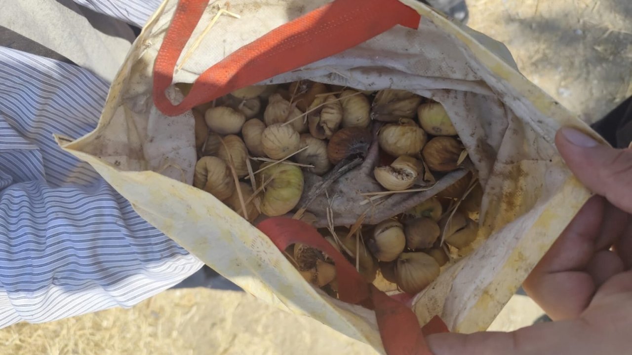 İncir Hırsızı Yakalandı