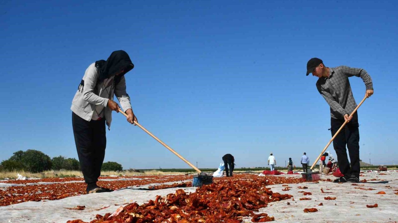 Siverek’te Yetiştirilen Kuru Domatesler Dünya Sofralarına Ulaşıyor
