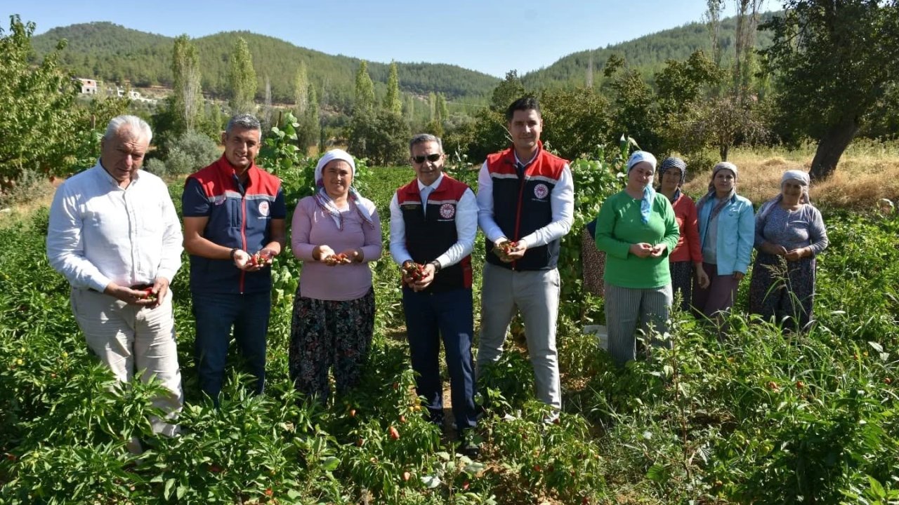 Bozdoğan’da Turşuluk Biber Hasadı Gerçekleştirildi