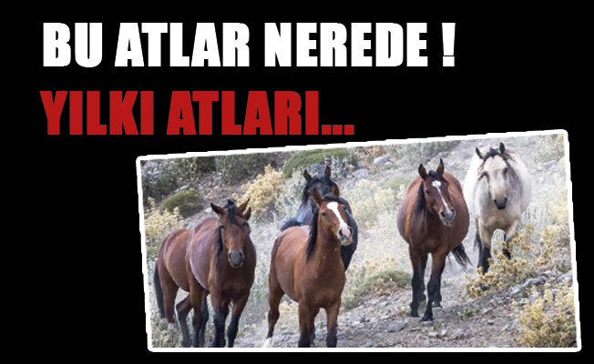 BU ATLAR NEREDE !