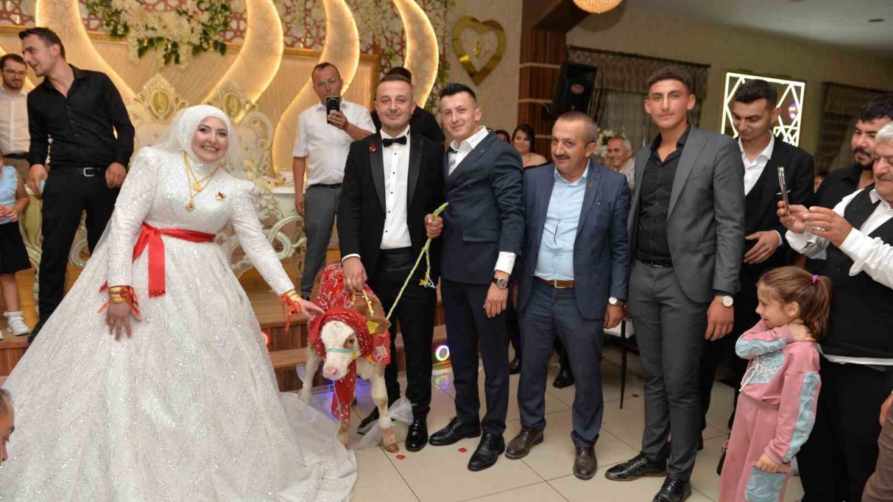 Düğünde Gelin Ve Damada İlginç Takı: Buzağı Hediye Ettiler