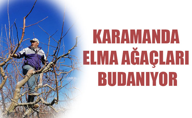 KARAMANDA ELMA AĞAÇLARI BUDANIYOR