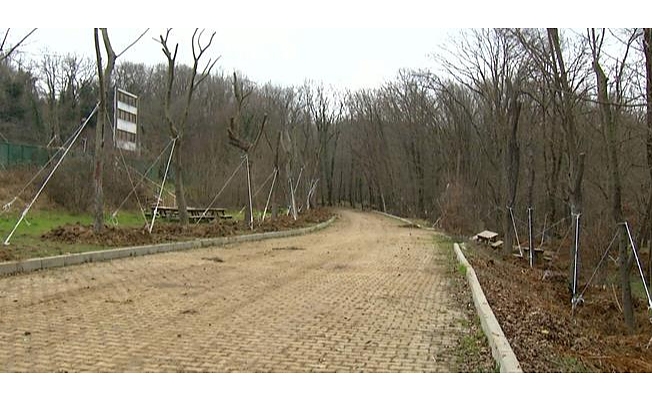 MAÇKA PARKI’NDAN AĞAÇ TAŞIMA İŞLEMİ SONA ERDİ