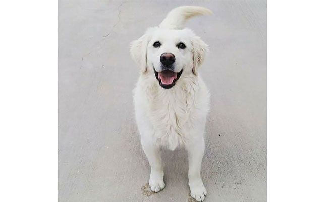 Golden cinsli kayıp Ares her yerde aranıyor.