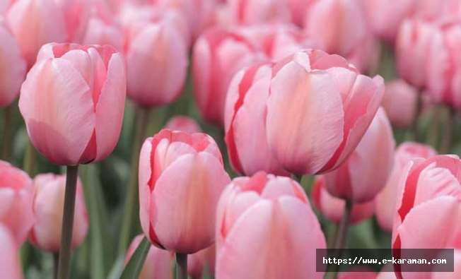 Türkiye’nin toplam lale üretiminin %98,9’unu Konya karşıladı