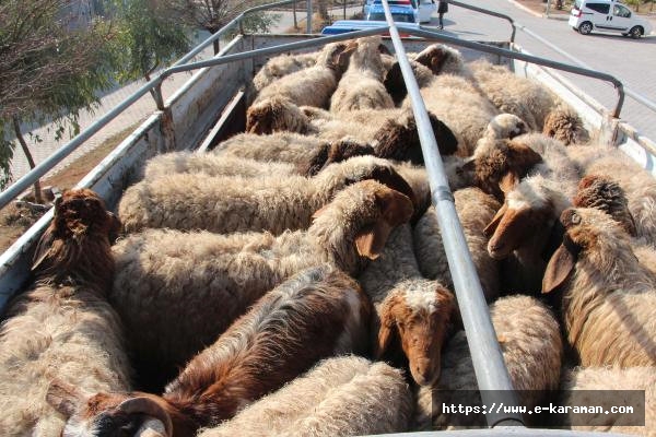 İlimizde Kaçak Hayvan Yakalandı
