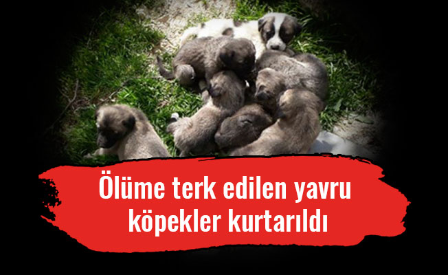 Ölüme terk edilen yavru köpekler kurtarıldı