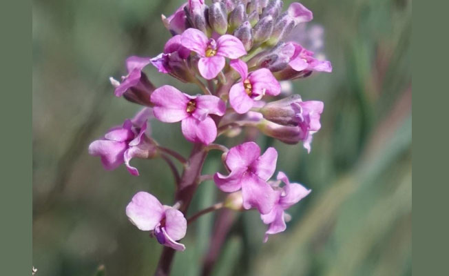 KARAMAN KAYAGÜLÜ KORUMA ALTINDA...
