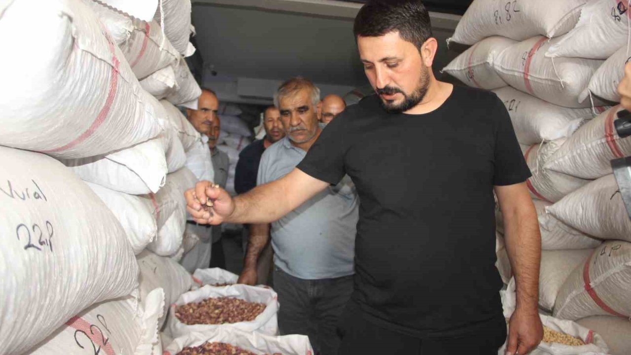 Fıstıkta Rekolte Düştü