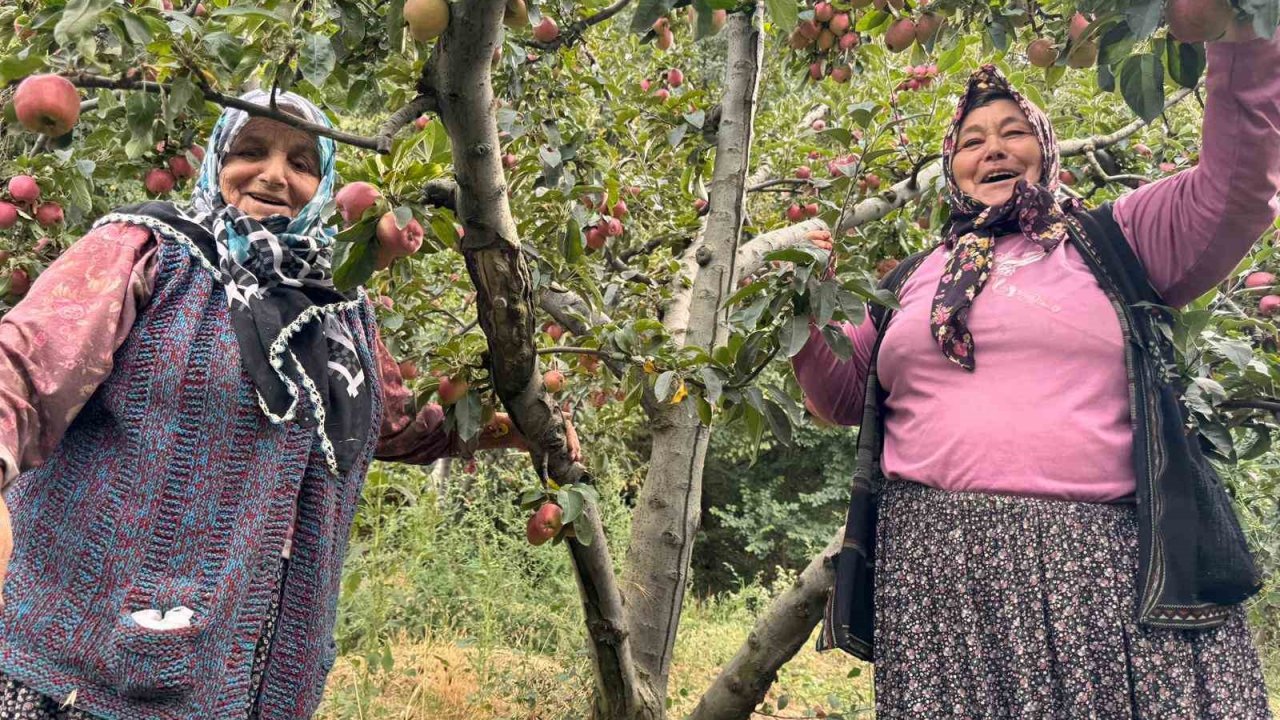 Yalova’da Dereköy Elması Üreticisinin Yüzünü Güldürdü
