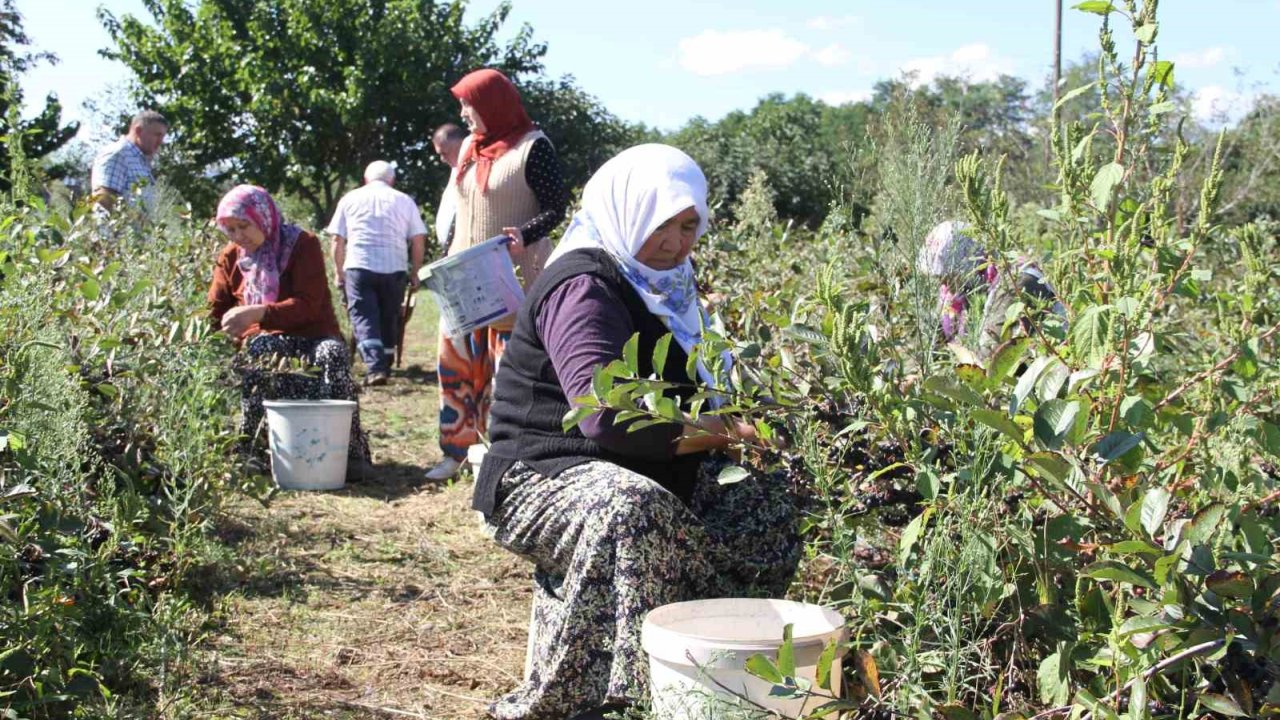 Küçük Taneli Büyük Şifa: Aronya Hasadı Başladı