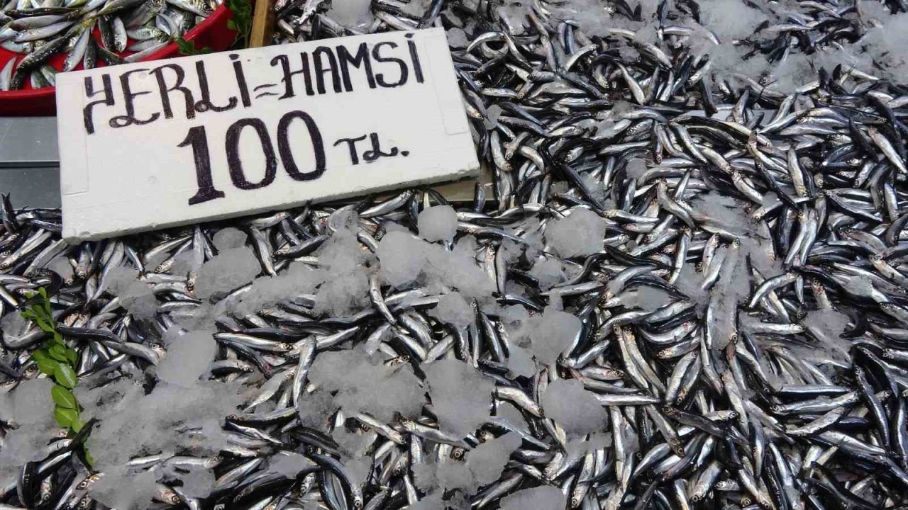 Karadeniz’de Hamsi Bereketi Sürüyor
