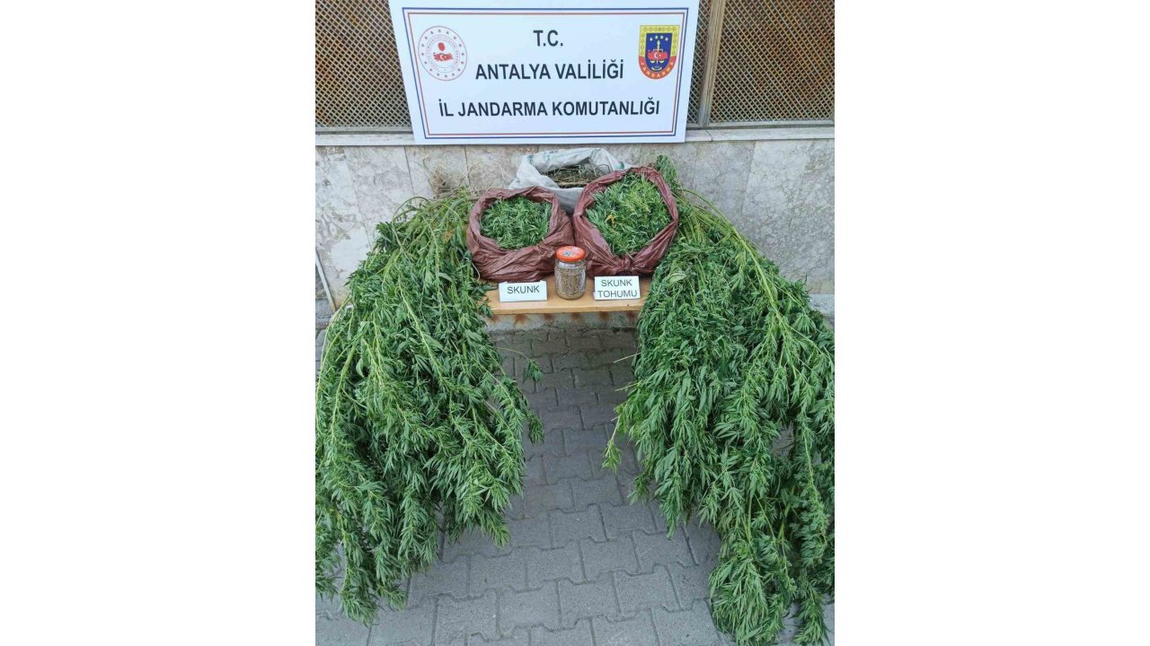Korkuteli’nde 11,5 Kilo Skunk Ele Geçirildi