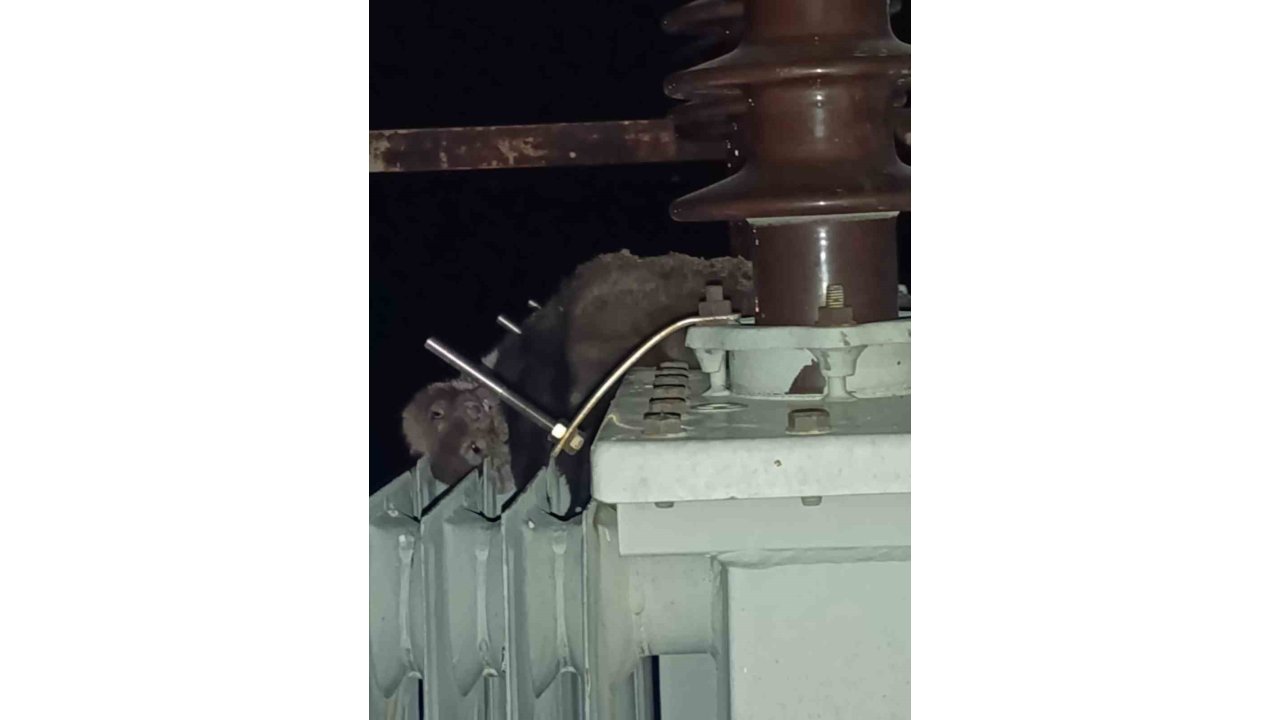 Mahalledeki Elektrik Kesintisinin Sebebi Sansar Çıktı