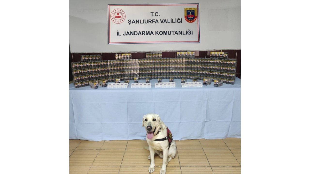 Jandarma Bin 320 Paket Kaçak Sigara Ele Geçirdi
