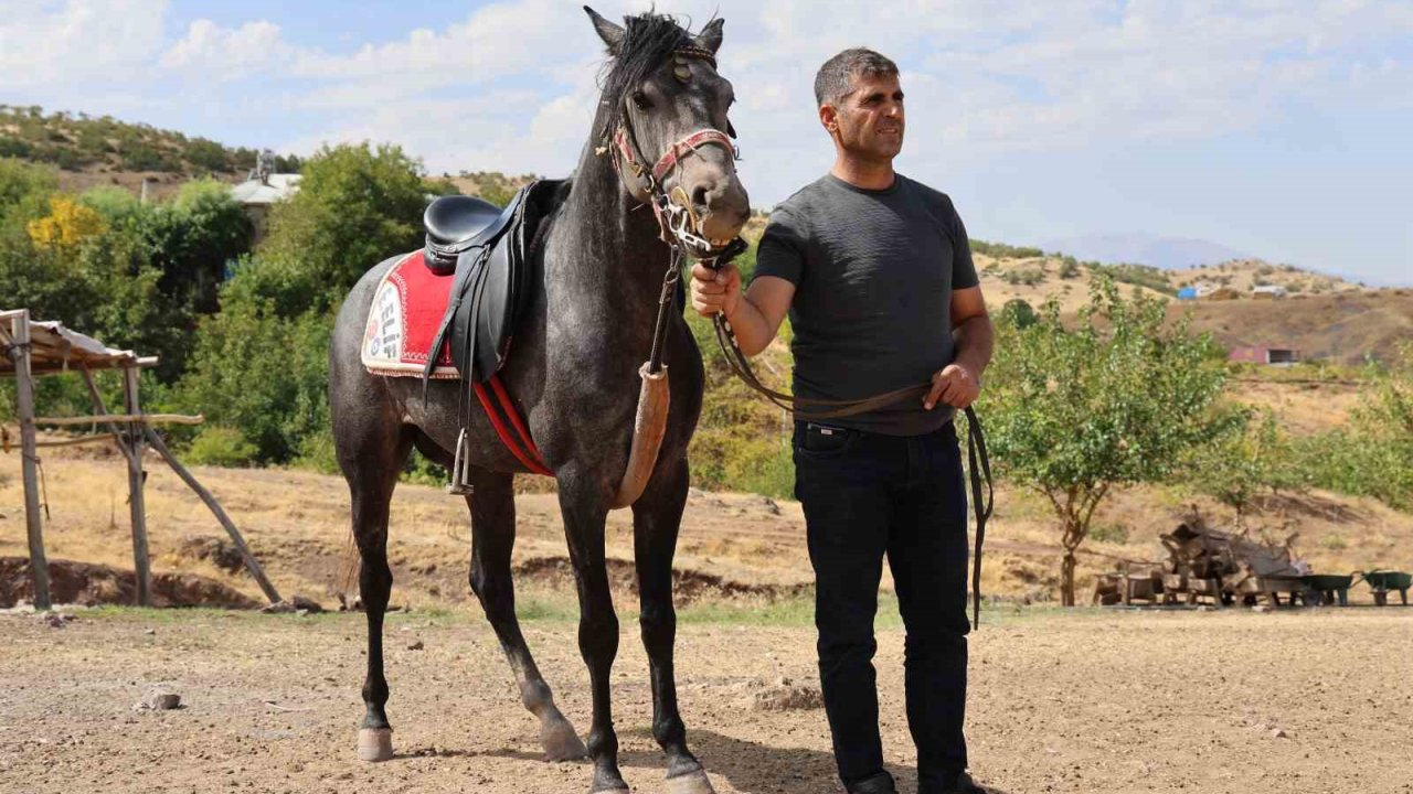Rahvan Atların Yolculuğu: Orta Asya’dan Osmanlı’ya, Bugün Palu’da