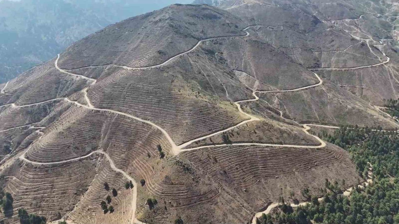 Denizli’de Yanan 4 Bin 108 Hektar Orman Sahasında 2,5 Milyon Fidan Yeşerecek