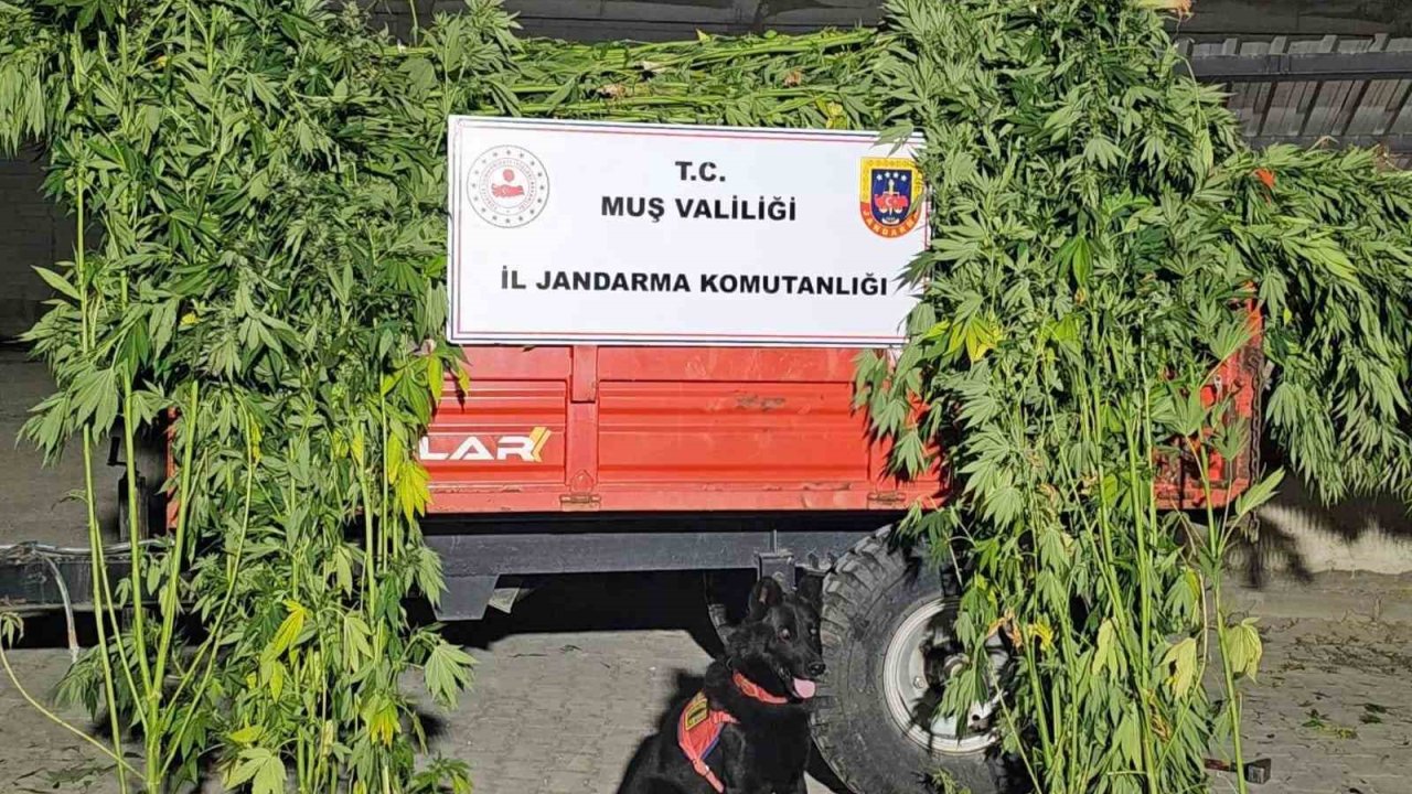 Muş’ta Kenevir Operasyonu: 2 Gözaltı