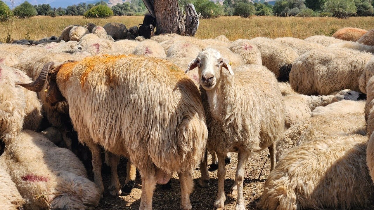 Tunceli’de Şap Hastalığı Nedeniyle Uygulanan Hayvan Hareket Kısıtlamaları Kaldırıldı