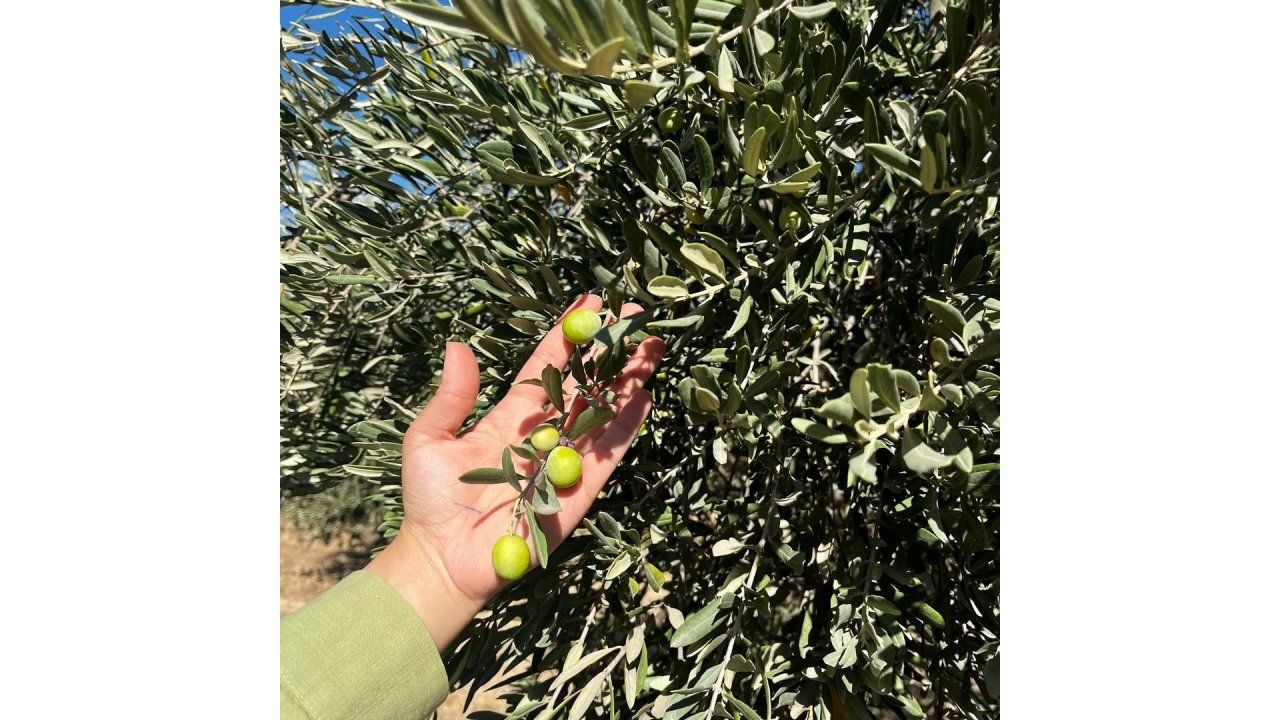 Şırnak’ta Zeytin Rekoltesi İçin İlk Veriler Toplandı