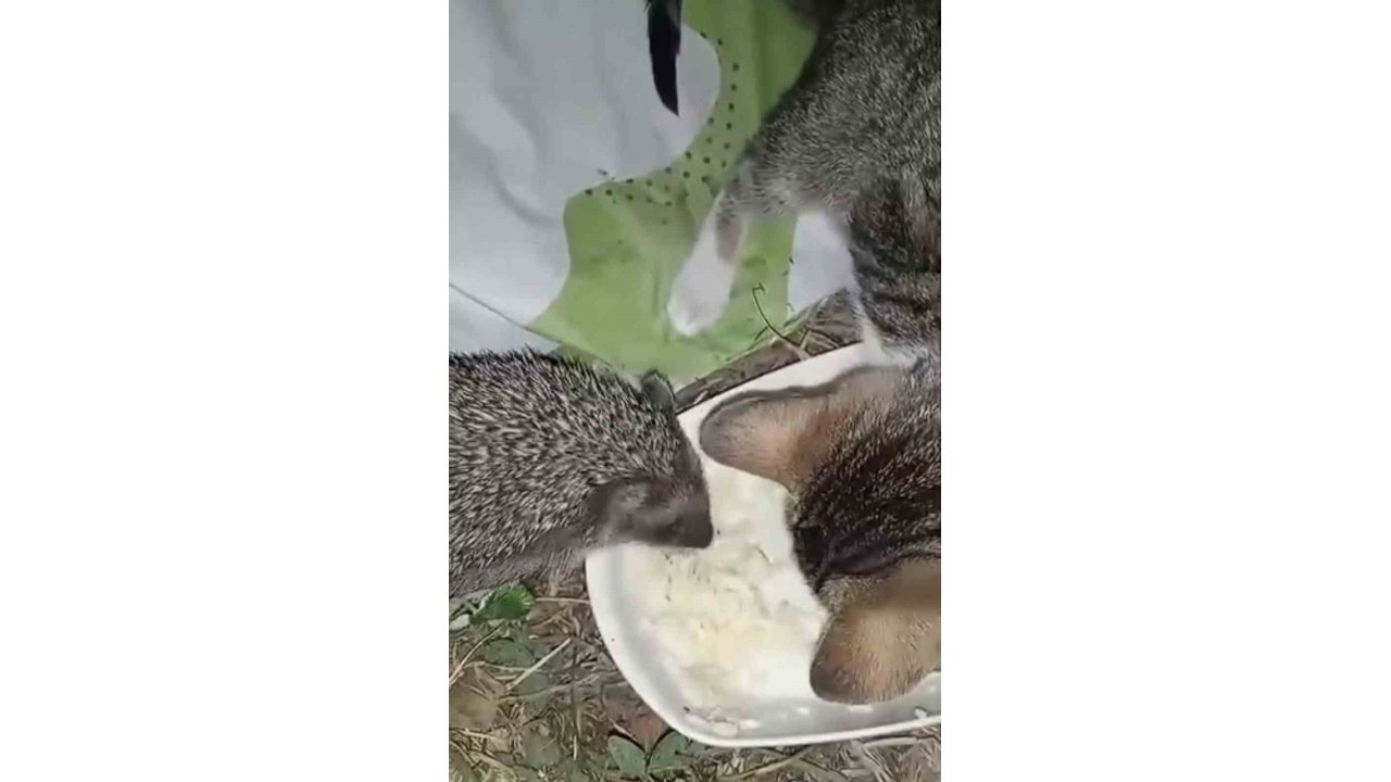 Aynı Kaptan Yiyen Kedi Ve Kirpinin Dostluğu Kamerada