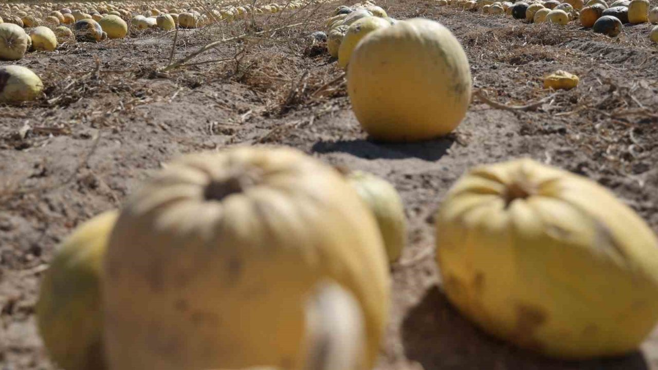 Nevşehir’de Kabak Çekirdeği Hasadı Başladı