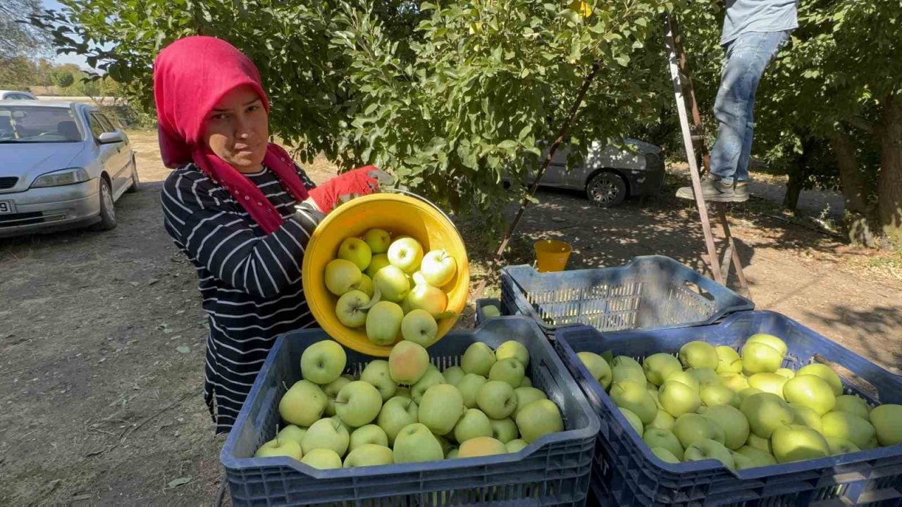 Elma Diyarı Eğirdir’de Hasat Başladı, Kuraklık Rekolteyi Vurdu