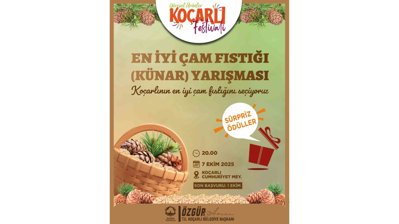 Koçarlı’da Çam Fıstığının En İyisi Seçilecek
