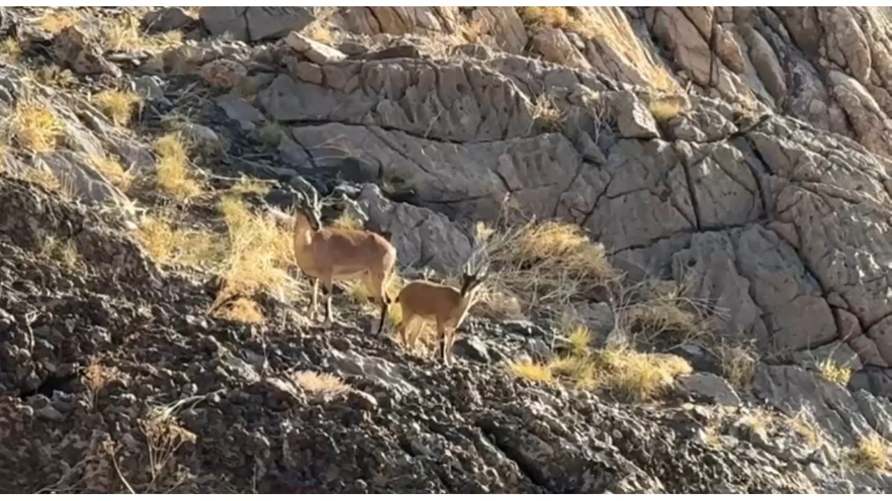 Cilo Dağı’nda Doğaseverlere Dağ Keçisi Sürprizi