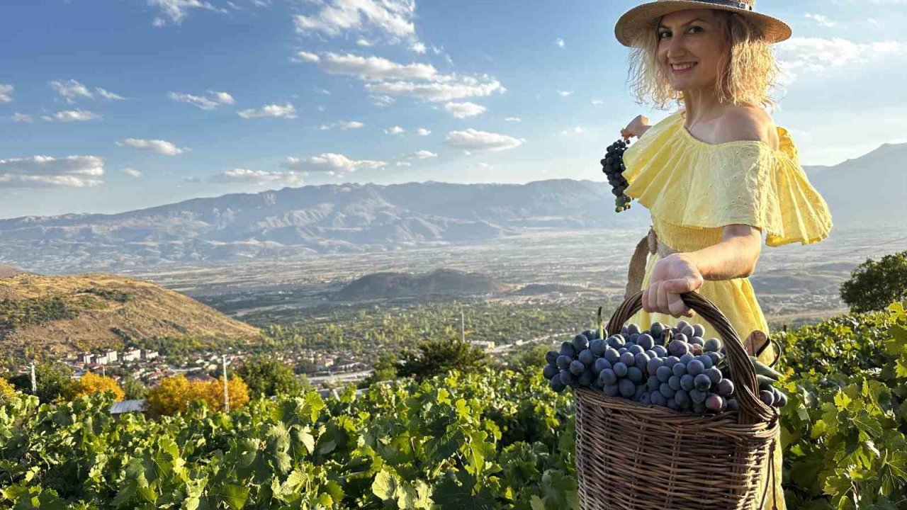 İki Asırlık Bağlarda Bereket: Üzümlü’de Cimin Üzümü Hasadı