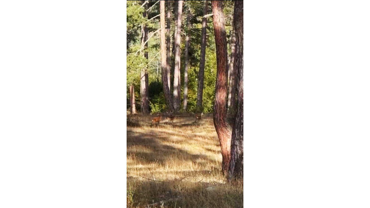 Safranbolu’da Anne Karaca Ve Yavruları Görüntülendi