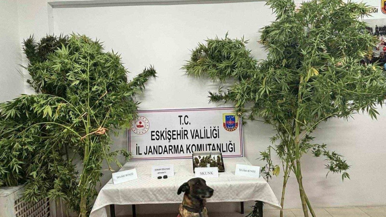 Uyuşturucu Bitkisi Eken Şahıs Jandarma Tarafından Yakalandı