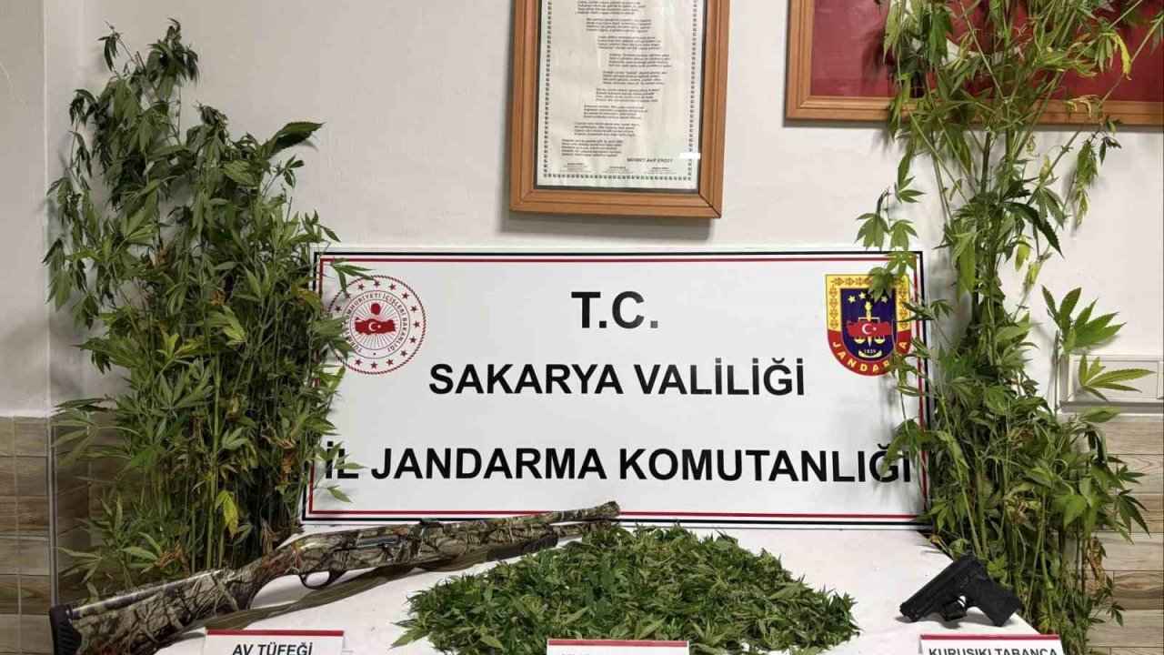 Ormanlık Araziden Kenevir Hasat Ederken Suçüstü Yakalanan Şahıs Tutuklandı