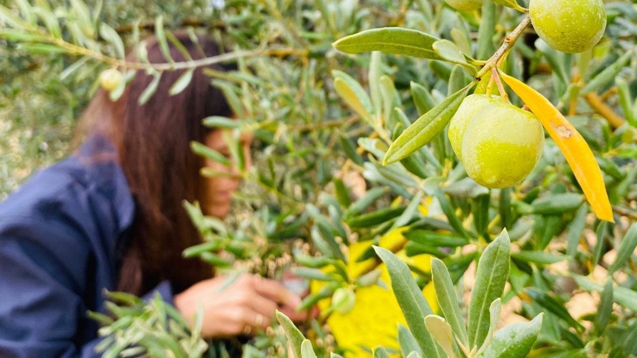 Manisa’da Zeytincilere Çifte Uyarı