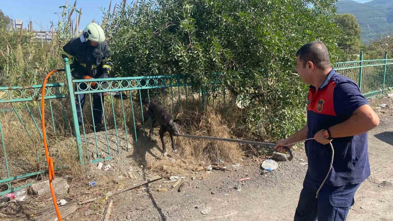 Demir Korkuluğa Sıkışıp Mahsur Kalan Köpeği İtfaiye Kurtardı