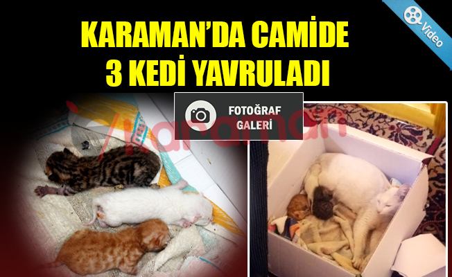 KARAMAN’DA CAMİDE 3 KEDİ YAVRULADI