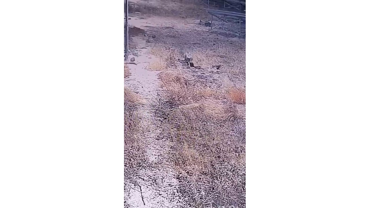 Şanlıurfa’da Nesli Tükenme Tehlikesi Altındaki Çizgili Sırtlan Görüntülendi