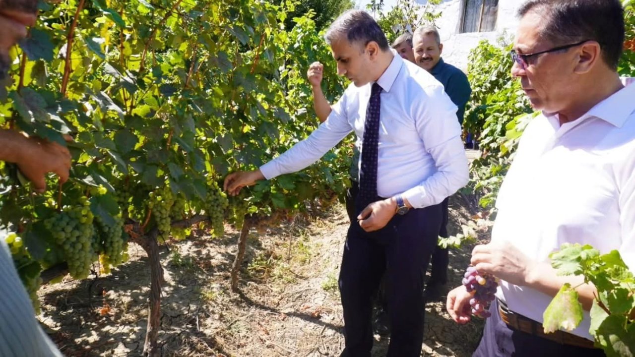 Osmancık Karası Üzümü Tescillendi