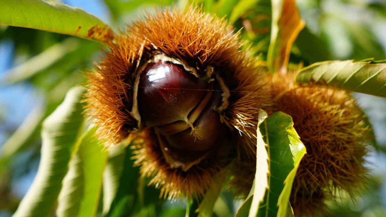 Gal Arısı Ve Hastalıklara Dayanıklı Kestanelerde Hasat Zamanı