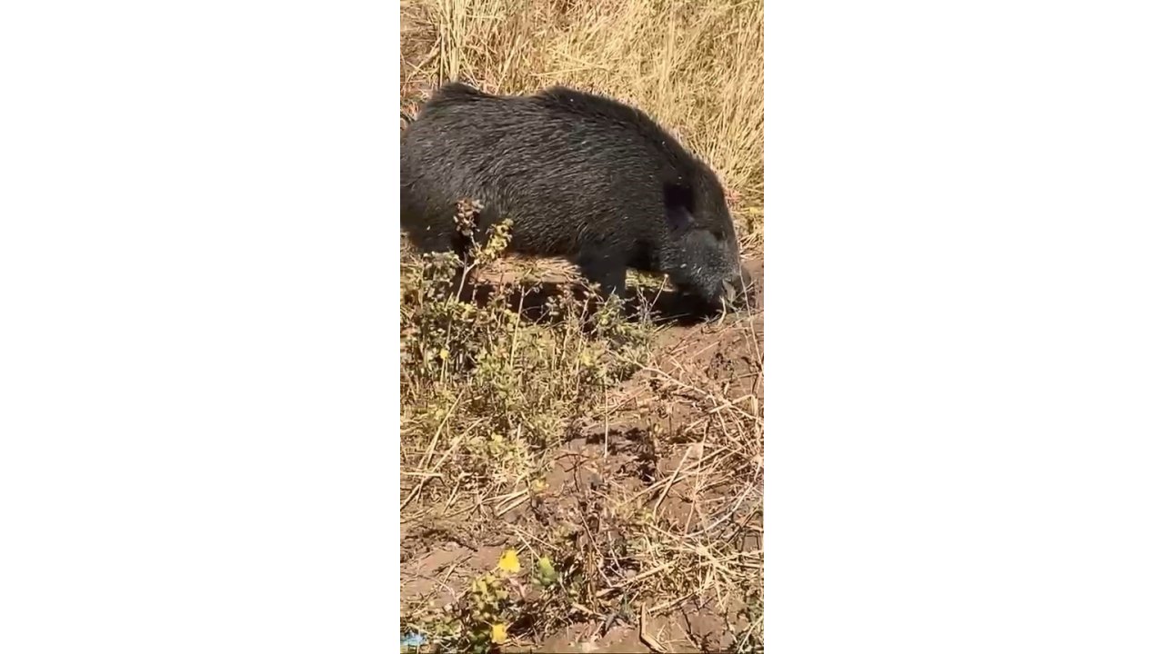 Dağ Bayır Gezip Göremediği Domuzu Köyde Görünce Cep Telefonu İle Görüntüledi