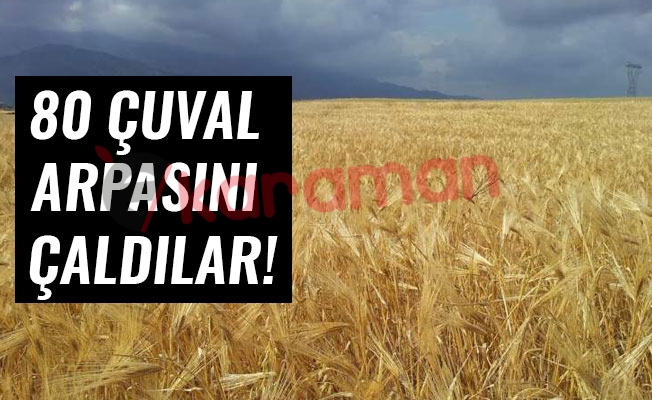 80 ÇUVAL ARPASINI ÇALDILAR!