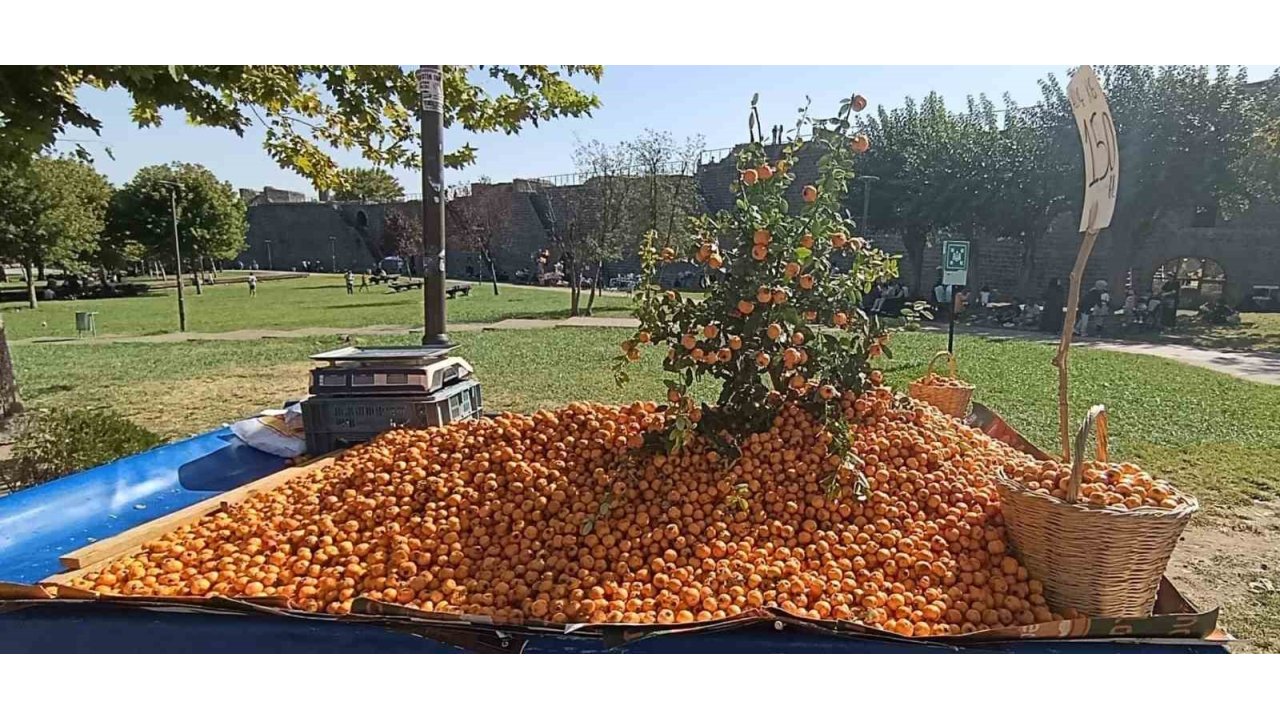 Faydaları Saymakla Bitmiyor: Alıç Meyvesi Tezgahlardaki Yerini Aldı