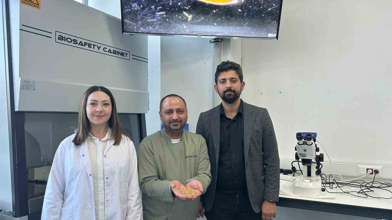 Sivas’ta Yerli Zeron Buğdayından Organik Bulgur Üretildi