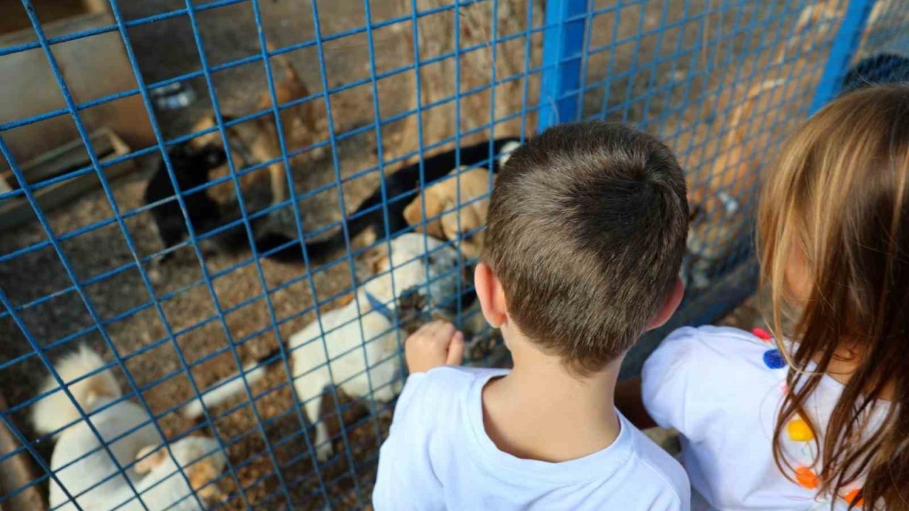 Bodrum Belediyesi Sokaklardaki Dostlarının Yanında