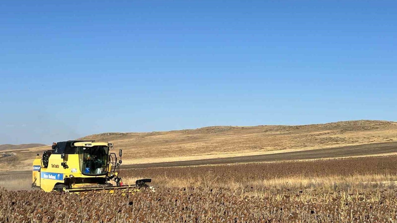 Kars’ta Ayçiçeği Hasadı Başladı