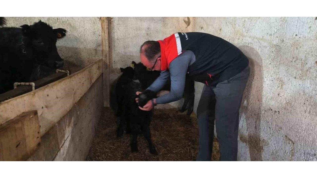 Bayburt’ta Etçi Irk Damızlık Hayvan Kontrolleri Yapıldı