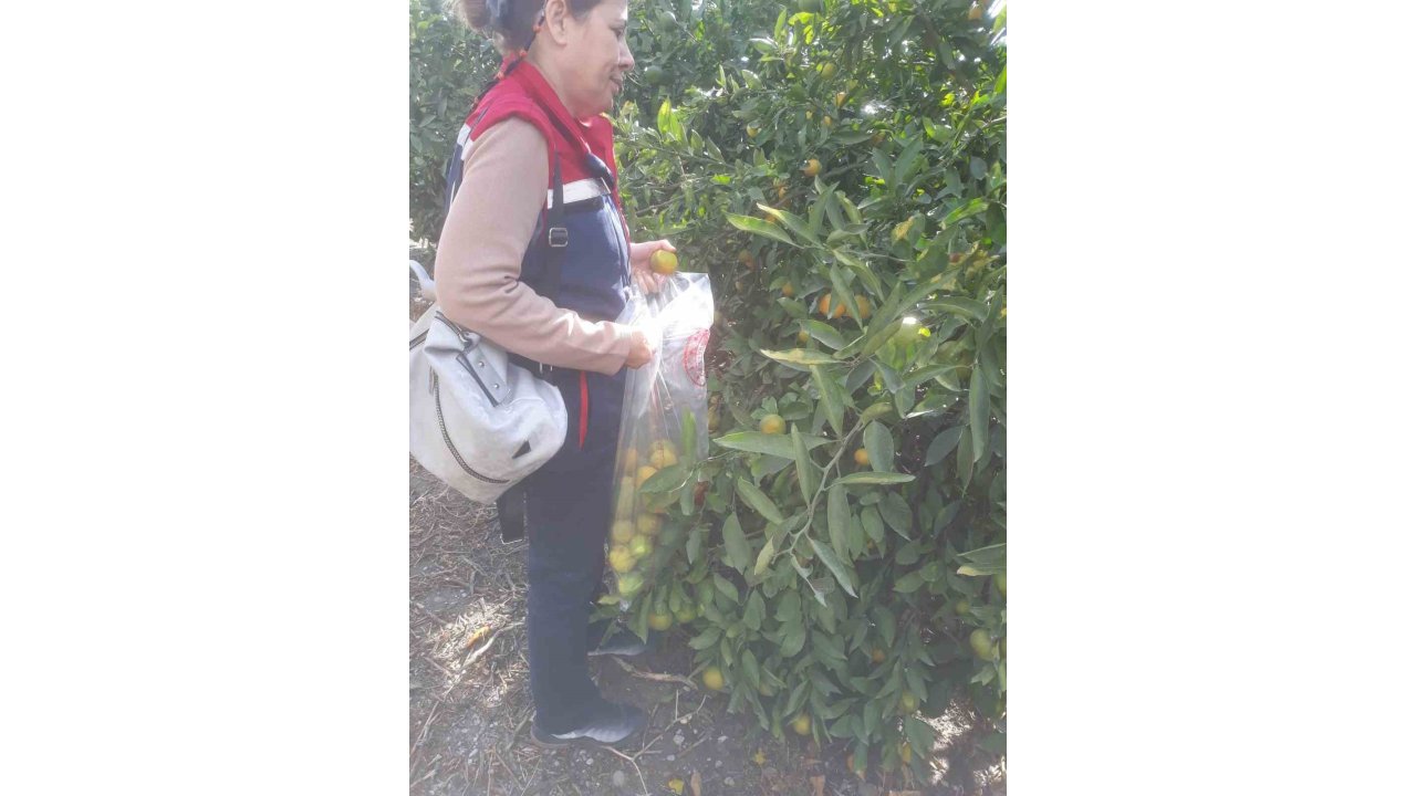 Söke’de Hasat Öncesi Numune Alımları Yapıldı